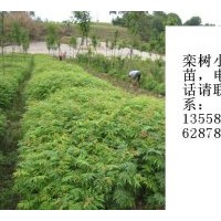 供應(yīng)欒樹小苗