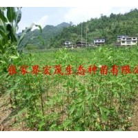 供應(yīng)黃花槐苗