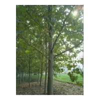 低價(jià)供應(yīng)法桐，白蠟，國(guó)槐及各種苗木小苗
