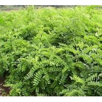 供應(yīng)刺槐苗，花椒苗，國槐苗，紫穗槐苗等小