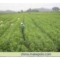 特供山西優(yōu)質(zhì)花椒苗 1-2年生花椒苗