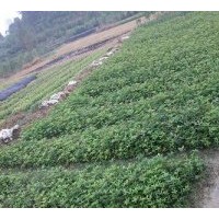 低價(jià)銷(xiāo)售20萬(wàn)株2年桂花扦插小苗