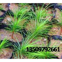 大量供應 白皮松1-5年生、20-50公分