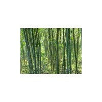 低價(jià)供毛白楊種苗炮捻/一條鞭、速生柳種苗 速生