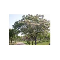 供應(yīng)花心木苗 苦楝樹苗 苦練木苗 苦煉樹苗 火練木苗