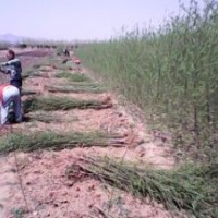 供應山西柳樹苗 青皮柳 垂柳 漳河柳 金絲垂柳