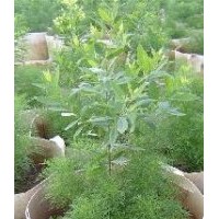 批發(fā)珍貴印度檀香樹(shù)苗/檀香苗引種/華南植物園檀香樹(shù)苗