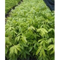 批發(fā)人面子苗,人面子苗價(jià)格,廣東人面子苗,供應(yīng)人面子苗,