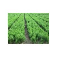 出售側(cè)柏苗 山西側(cè)柏苗 側(cè)柏小苗