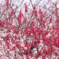 供應(yīng)桃花苗 桃花樹 桃花芯苗