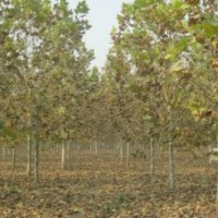 法桐苗木供應(yīng)