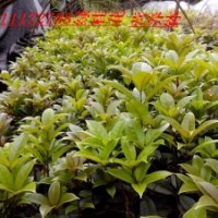 供應(yīng)紅豆杉，丹桂，香樟，綠化小苗