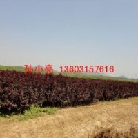 紫葉矮櫻小苗 河北紫葉矮櫻小苗 保定紫葉矮櫻小苗