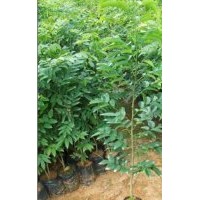 供應(yīng)廣州黃花梨小苗
