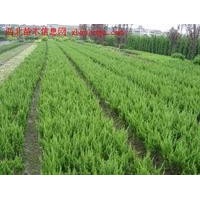 常年供應(yīng)龍柏苗