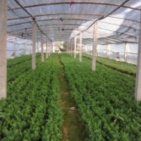 供應高度15cm左右嫁接小龍柏苗