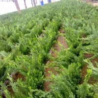 常年供應(yīng)龍柏苗木