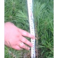 供應白皮松小苗 5-30公分白皮松小苗 一年生白皮松小苗 白皮松小