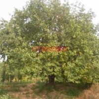 綠化八棱海棠樹 幼苗 種子