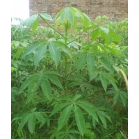 出售美麗異木棉苗