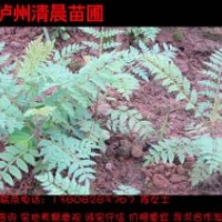 瀘州清晨苗圃供應(yīng)藍(lán)花楹小苗1元起批