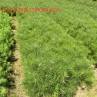 3_4公分刺槐供應(yīng)