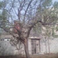 供應(yīng)香花槐，牡丹木槿