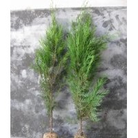 供應(yīng)山東側(cè)柏苗 80公分側(cè)柏苗