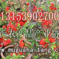 木瓜海棠樹苗開始預(yù)訂