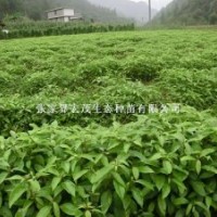 香樟樹小苗，一年生香樟苗