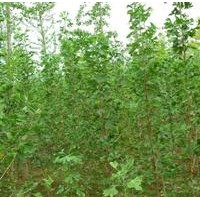 銀杏小苗兩年長(zhǎng)出1.5-2.5米壯苗