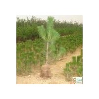 長期低價直銷60cm油松樹苗油松苗油松苗