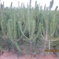 低價出售70公分黑松小苗市場