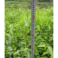 2012沉香大苗50-120公分上市