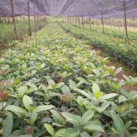 供桂花 羅漢松 紅豆杉 竹柏 杜英 香樟 池杉 水杉 檫木小苗