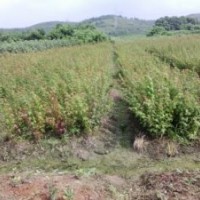 雞爪槭小苗、批發(fā)小葉雞爪槭小苗、雞爪槭價(jià)格