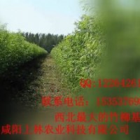 上林竹柳 輕松致富好選擇