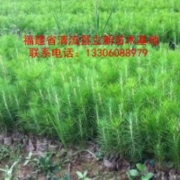 供應(yīng)濕地松苗