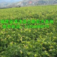 供應(yīng)桂花苗