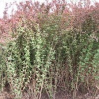 紅葉石楠，小葉女貞，大葉黃楊，火棘