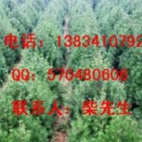 白皮松小苗 白皮松苗