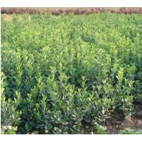 供應(yīng)（桃、核桃、山楂、蘋果、梨、櫻桃、柿子、