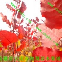 江西南昌九江景德鎮(zhèn)全紅楊美國竹柳紫薇桂花欒樹小苗