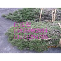 2012年低價出售1-8米白皮松8公分國槐