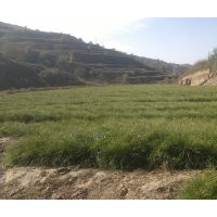 兩年生容器袋油松數(shù)量60萬株，裸根兩年生油松數(shù)量50萬出售