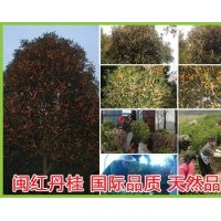 品牌丹桂 源自閩紅