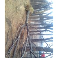 山東國(guó)槐價(jià)格