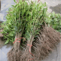 桂滿(mǎn)園]供應(yīng)2年桂花苗，桂花樹(shù)苗