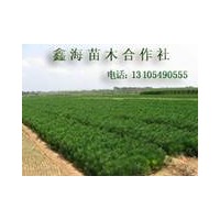 特價(jià)銷售黑松小苗，側(cè)柏小苗，油松小苗，油松,小龍柏，油松苗圃