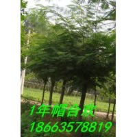 白蠟速生柳垂柳法桐國槐臭椿速生楊07